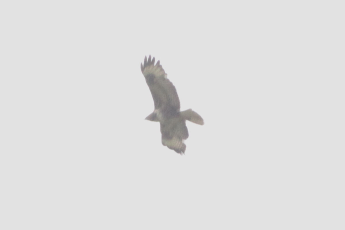 Common Buzzard