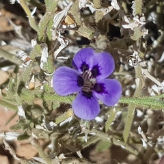 Aptosimum spinescens