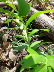 Polygonatum multiflorum