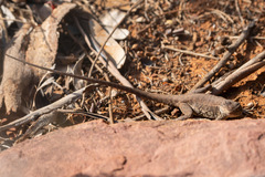 Ctenophorus modestus