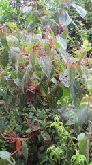 Miconia aeruginosa