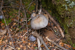 Cortinarius metallicus