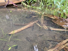 Leptodactylus albilabris