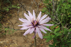 Pseudopodospermum papposum