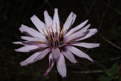 Pseudopodospermum papposum