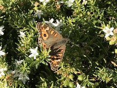 Junonia villida