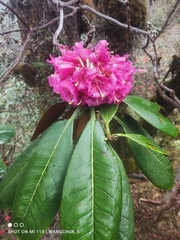 Rhododendron hodgsonii
