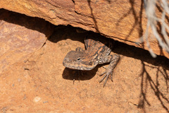 Ctenophorus modestus