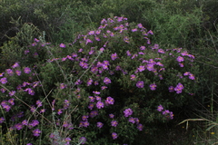 Cistus creticus