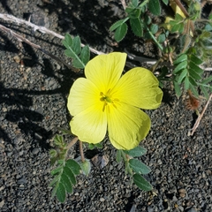 Tribulus zeyheri