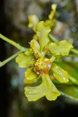Oncidium obryzatoides