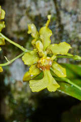 Oncidium obryzatoides