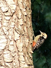 Dendrocoptes auriceps