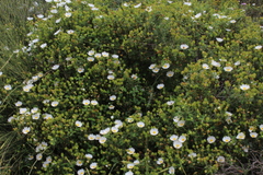 Cistus salviifolius