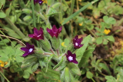 Anchusa undulata