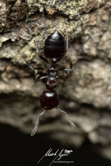 Crematogaster cornigera