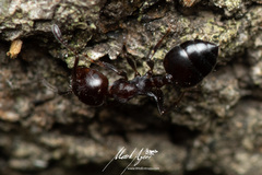 Crematogaster cornigera