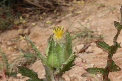 Centaurea benedicta
