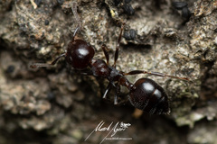 Crematogaster cornigera