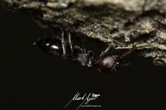 Crematogaster cornigera