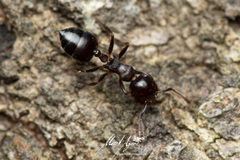 Crematogaster cornigera