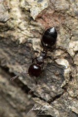 Crematogaster cornigera