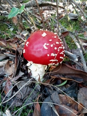 Amanita muscaria