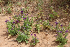 Salvia viridis