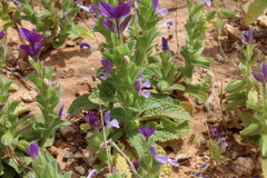 Salvia viridis