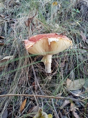 Amanita muscaria