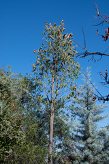 Dichocrocis clytusalis