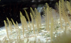 Aglaophenia octodonta