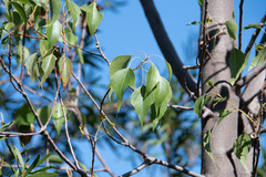 Dichocrocis clytusalis