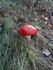 Amanita muscaria