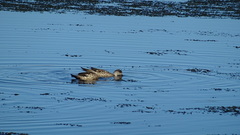 Lophonetta specularioides