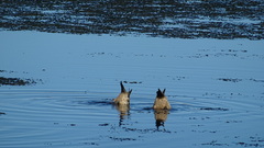 Lophonetta specularioides