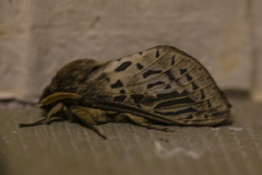 Oxycanus antipoda