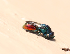 Pseudomalus triangulifer