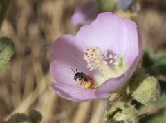 Macrotera
