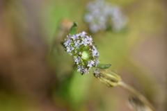 Valerianella discoidea