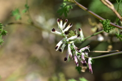 Fumaria flabellata