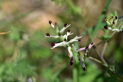 Fumaria flabellata