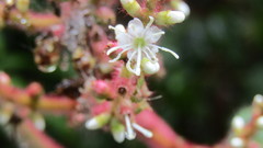 Miconia aeruginosa