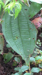 Miconia aeruginosa