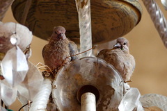 Streptopelia senegalensis