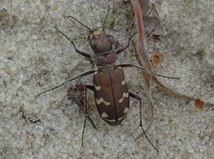 Cicindela soluta