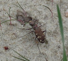Cicindela soluta