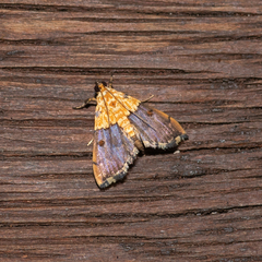 Agrotera basinotata