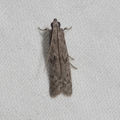 Cadra reniformis