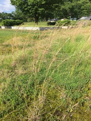 Andropogon virginicus